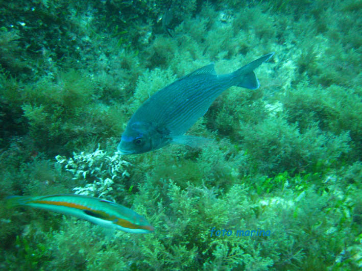 Spondyliosoma cantharus